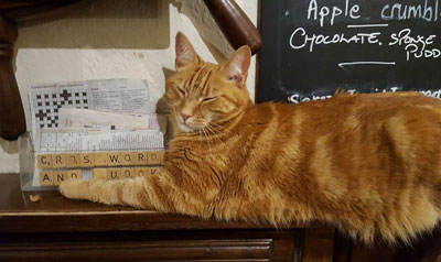 Tommy George, the pub cat